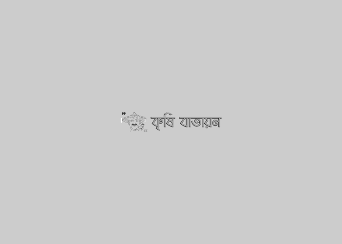 বিলকিচ বেগম এর মাল্টা এখন নাজিরপুর এর কৃষকদের মনে আশার বার্তা