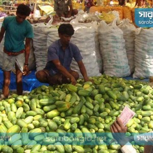 ক্ষীরার-বাম্পার-ফলন-চলনবিলে-কৃষকের-মুখে-হাসি